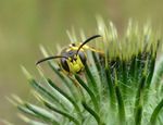 Cerceris arenaria